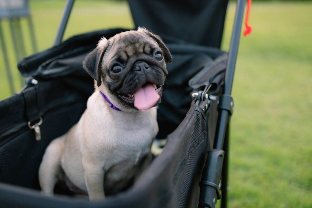 Mopsz kölyök egy babakocsiban