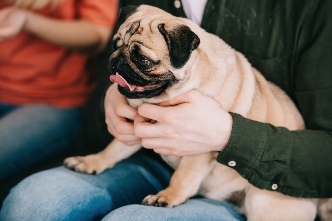 mopsz kutya a gazdija ölében