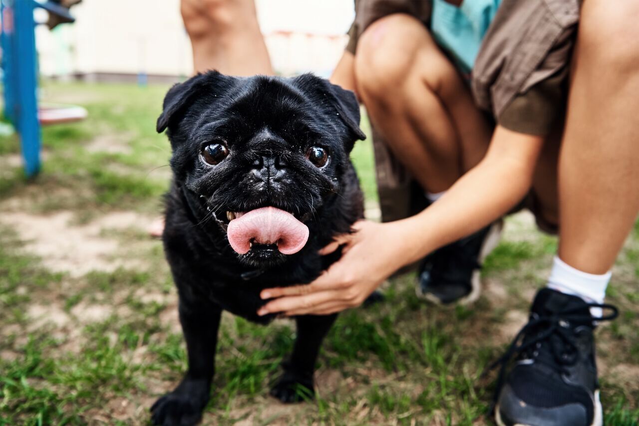 fekete (black) mopsz
