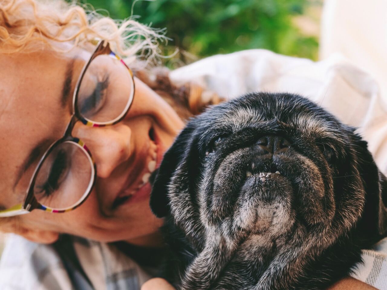 Mopsz szemészeti vizsgálaton az állatorvosnál