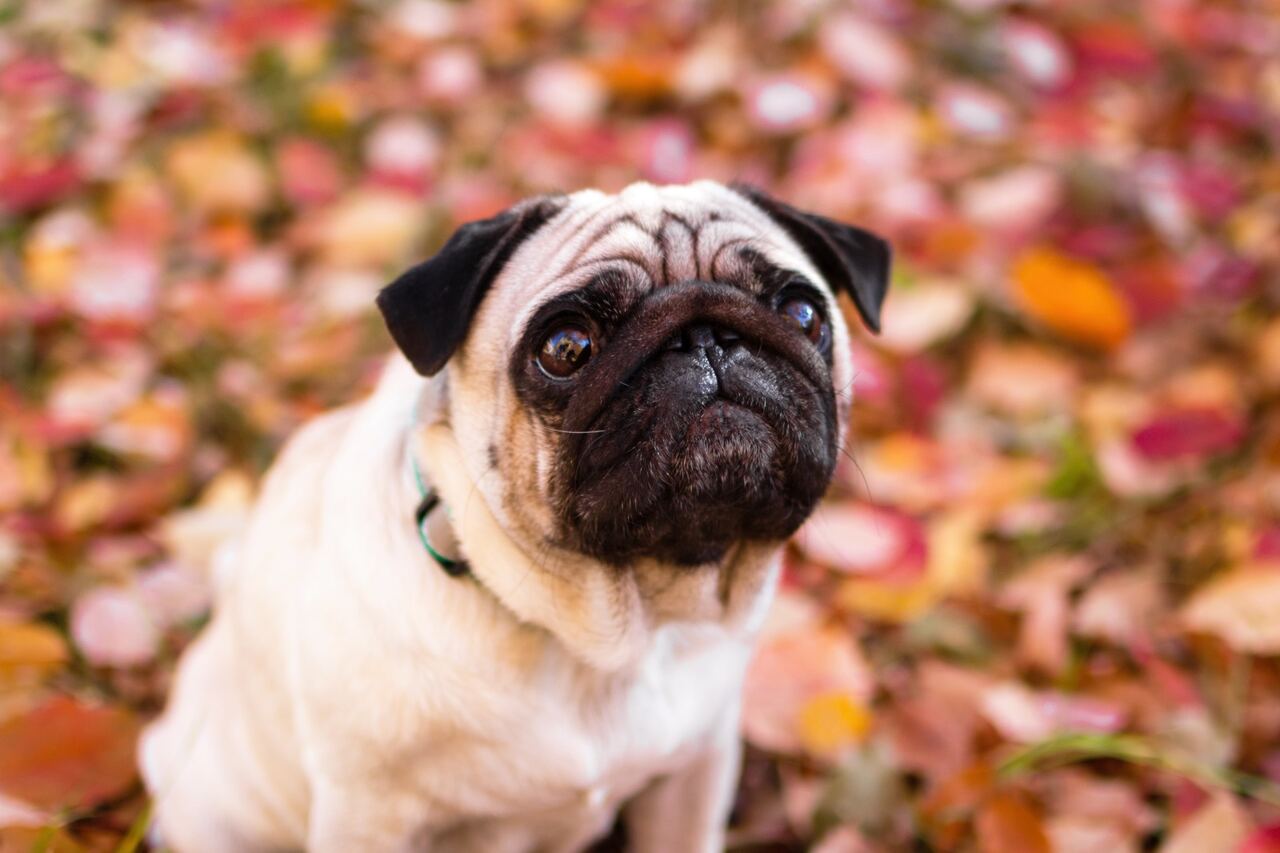 mopsz pug