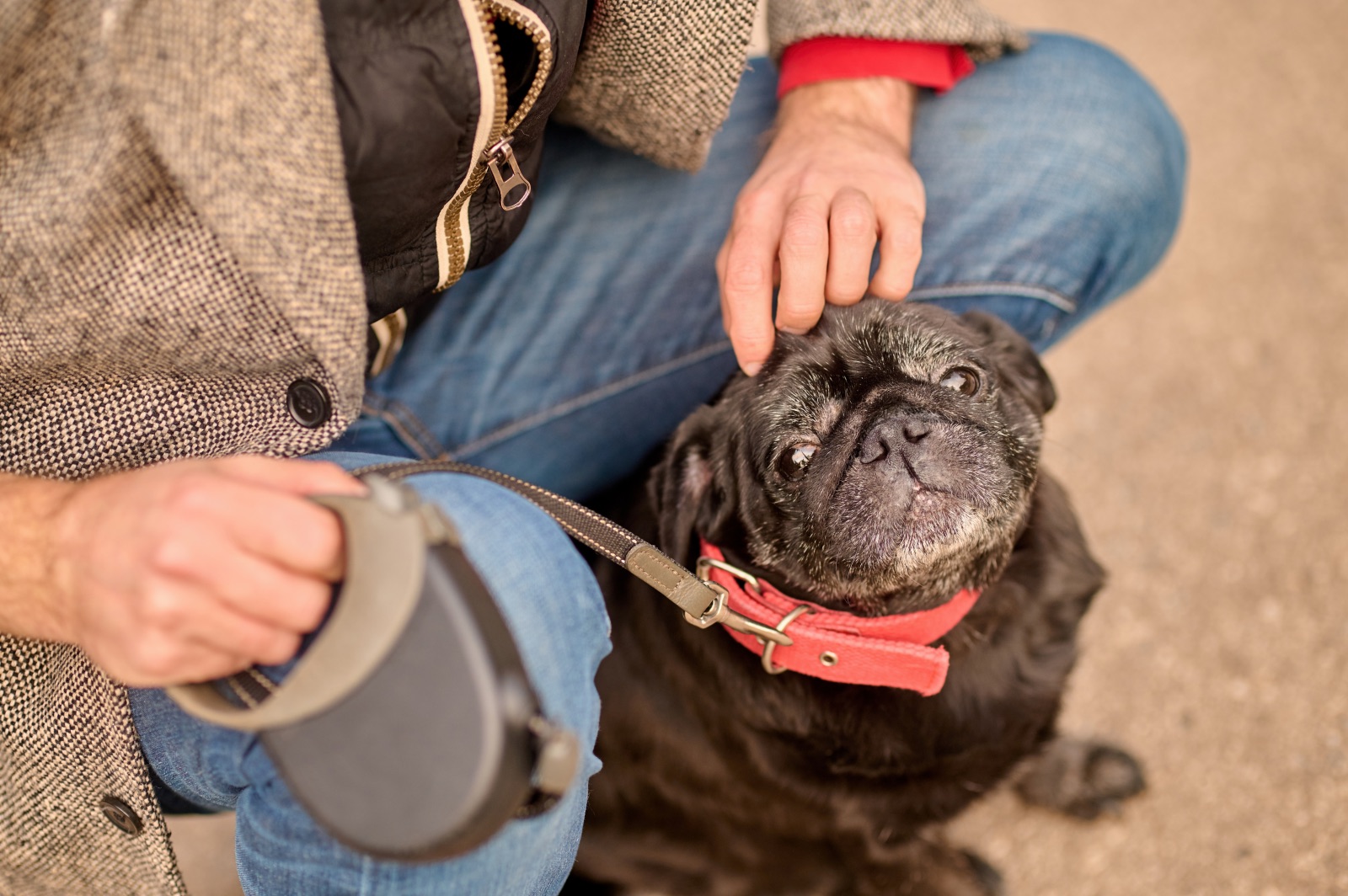 Mopsz allergia és vakarózás
