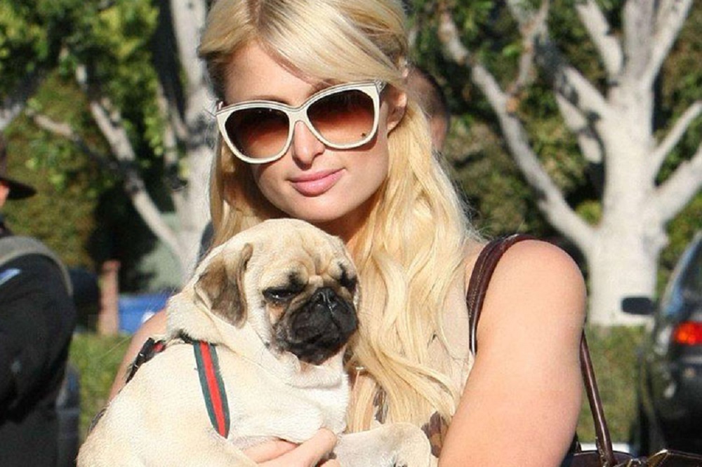 Paris Hilton és a pug kutyája
