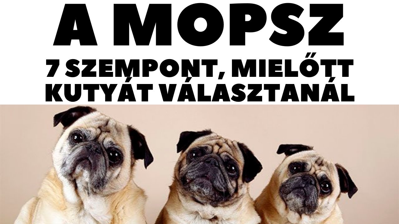 7 fontos tudnivaló a mopszról a vásárlás előtt
