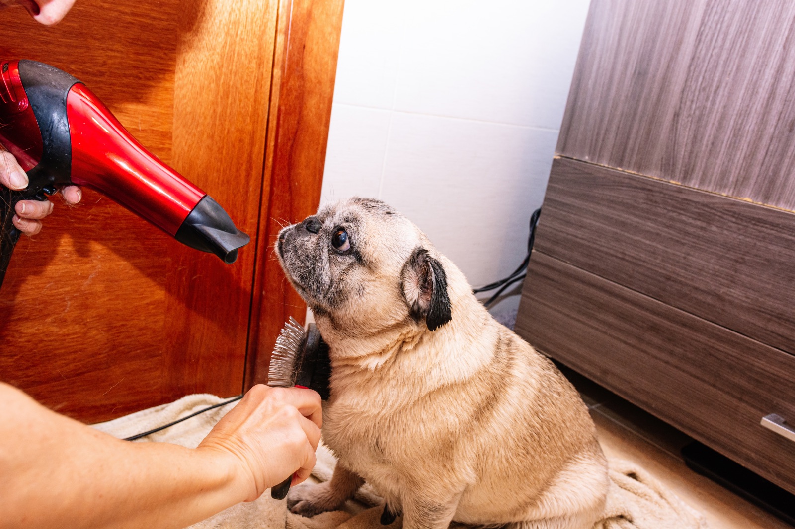 mopsz fürdetés csak mértékkel