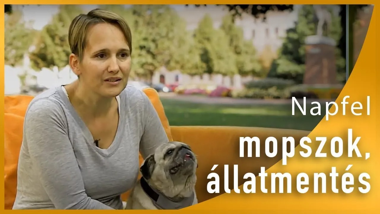 Divatkutya vagy családtag a mopsz