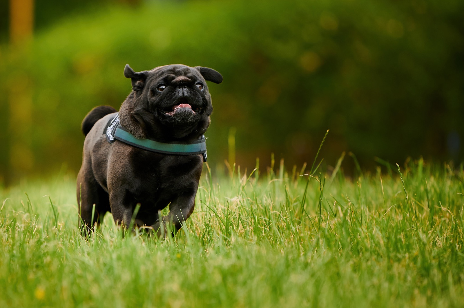 Pug Dog Encephalitis
