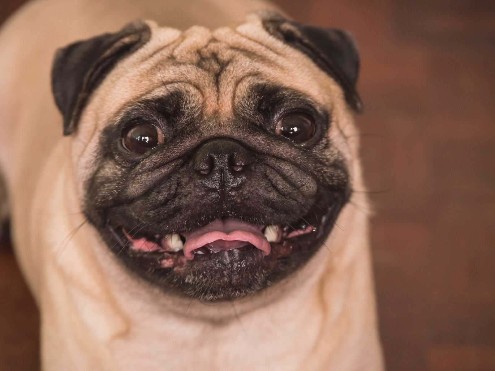 mopsz fogápolás